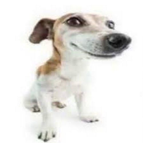 A funny dog